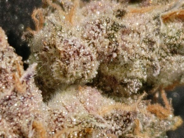 Partake Cannabis Punch Mints Flower
