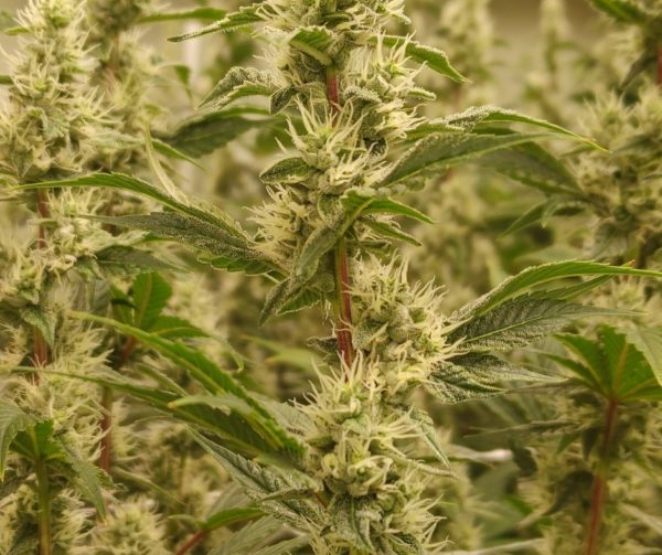 Partake Cannabis GMO Flower