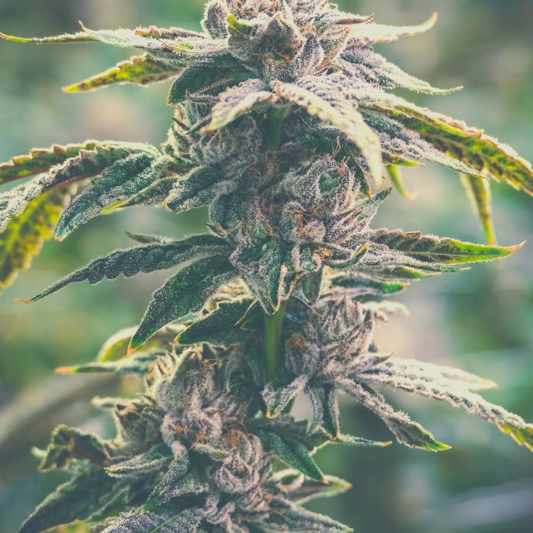 Finished Craft Flower