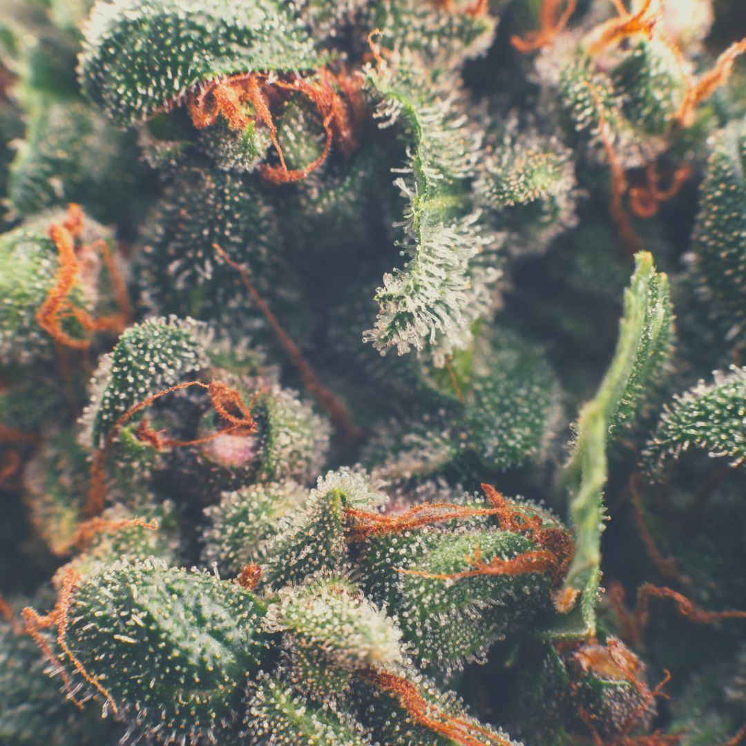 Partake Cannabis Cultivars