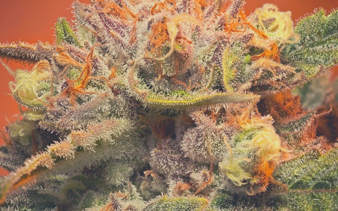 Crafting the Perfect Bud: High-Quality Cannabis Cultivation