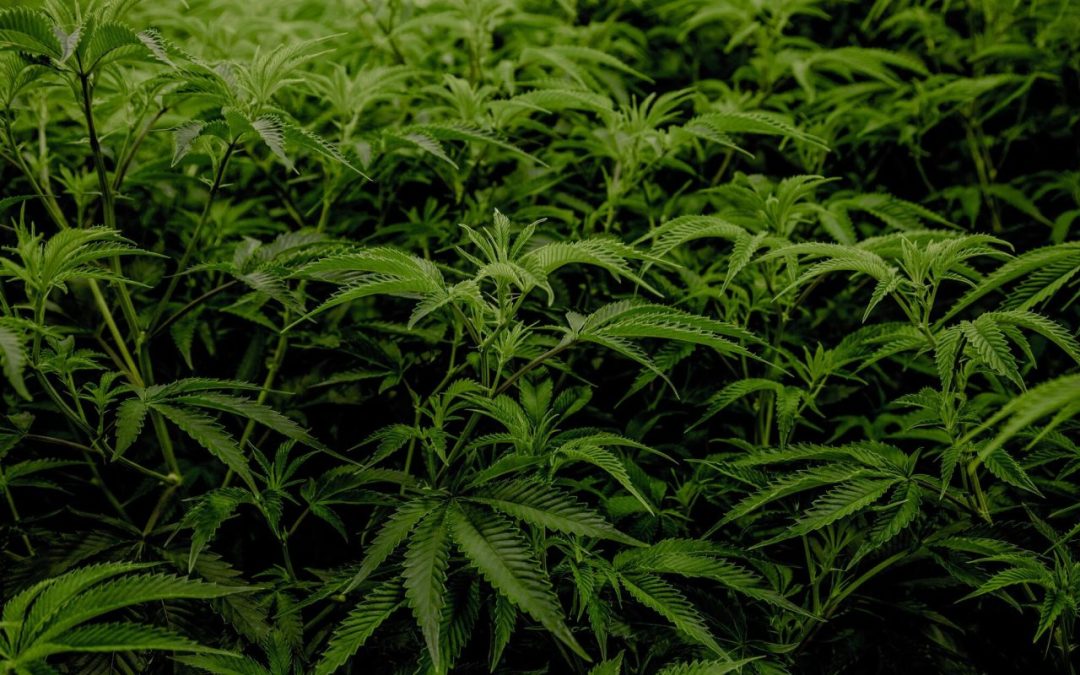 The Rise of Premium Canadian Cannabis