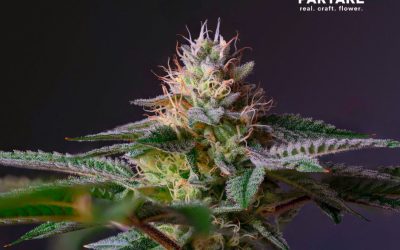 How Long Before Cannabis Plants Start to Grow Buds?