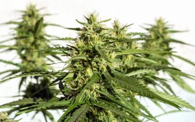 The Art of Growing: A Beginner’s Guide to Cannabis Cultivation