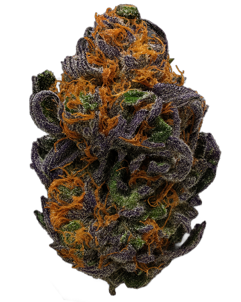 Apricot Frost Bud Close-up