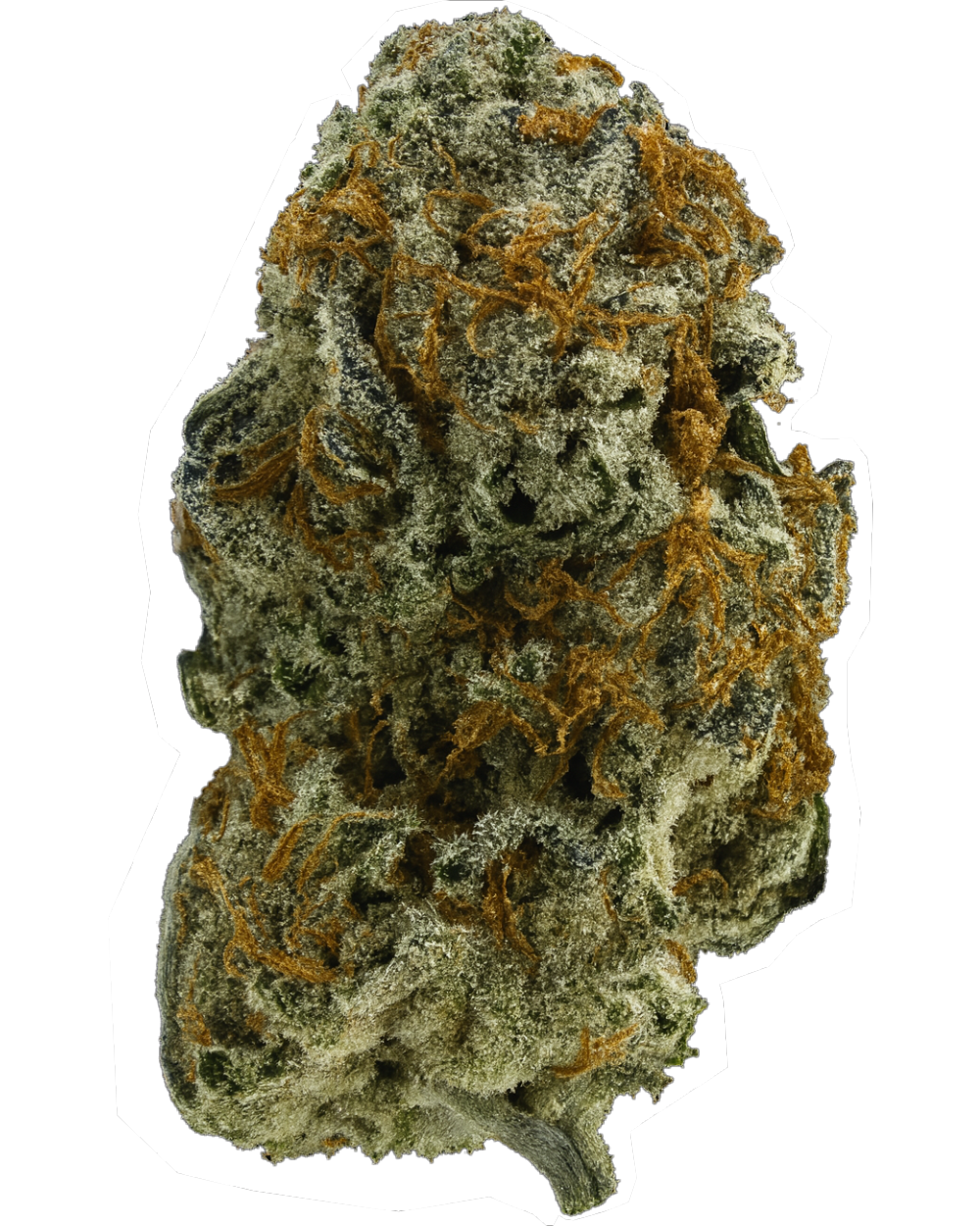 Orange Squeeze Bud Close-up