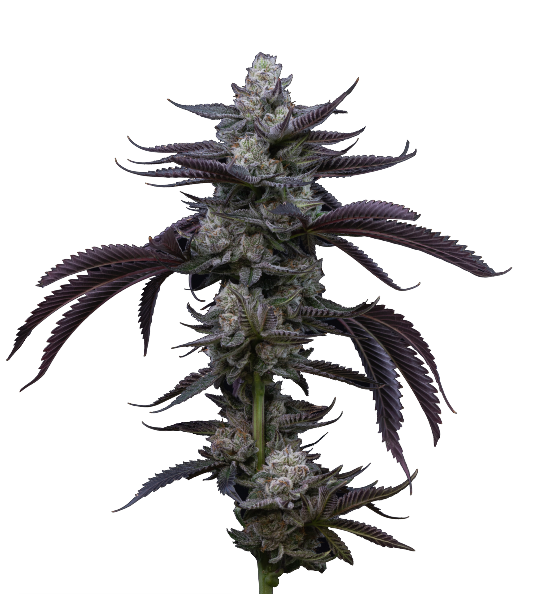 Unicorn Poop Flower Cola