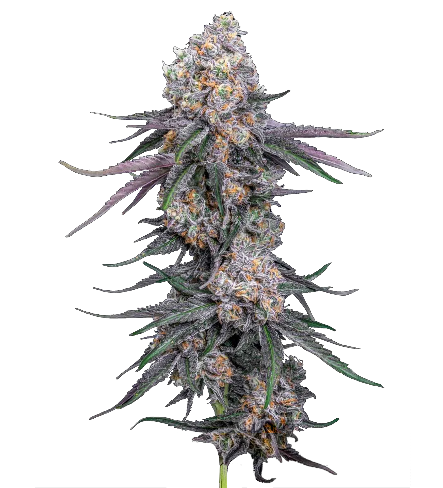 Punch Mints Flower Cola