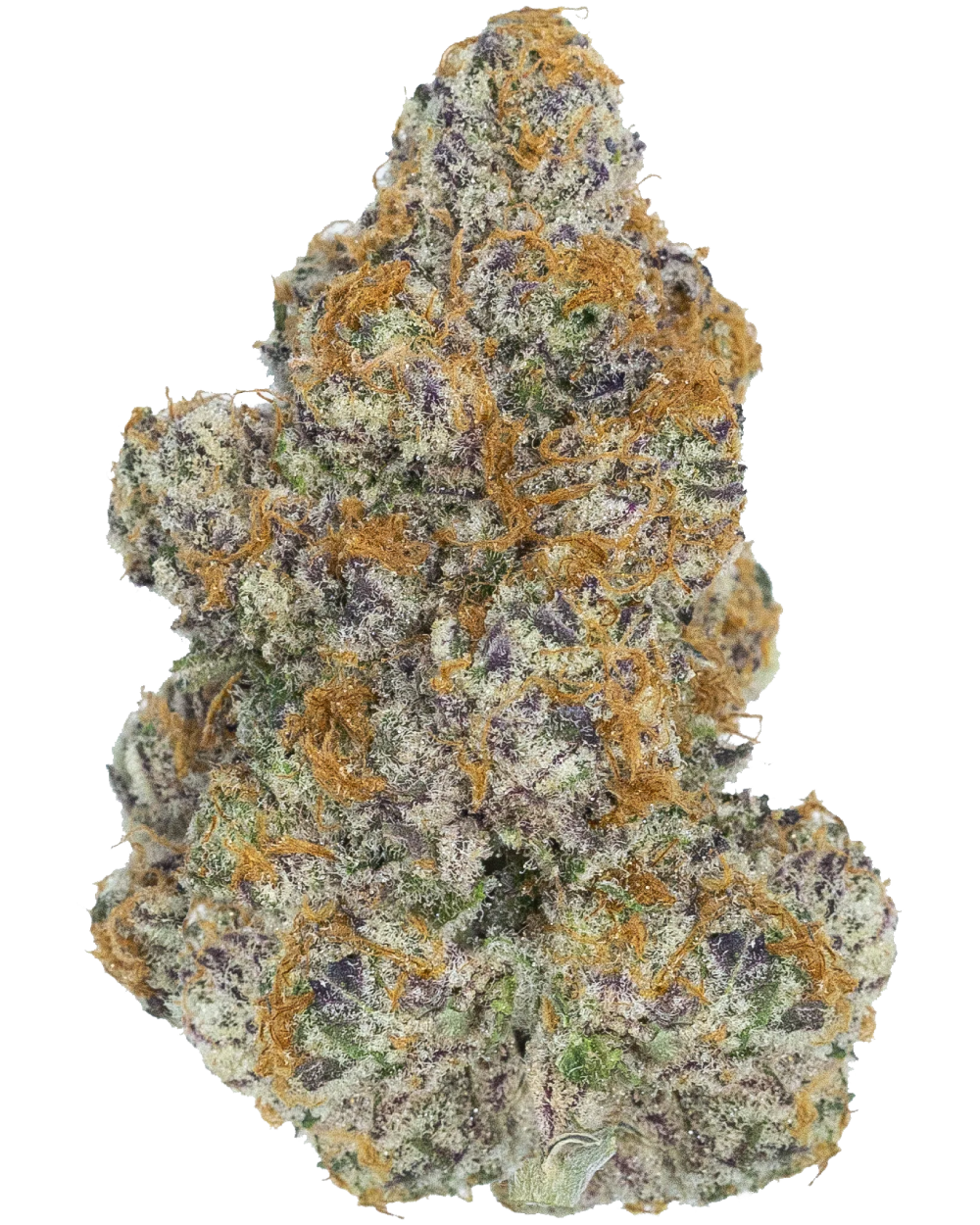 Punch Mints Bud Close-up