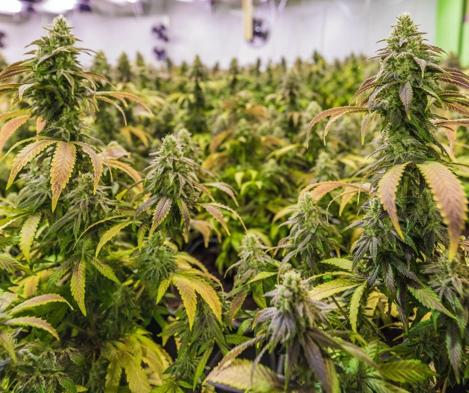 Craft Cultivation at Partake